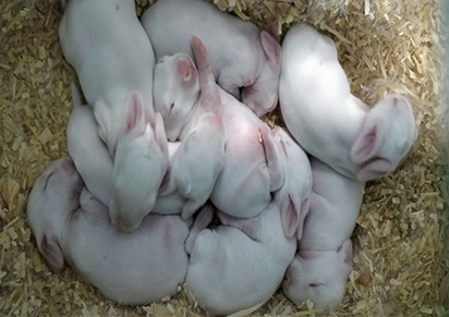 四川兔子养殖销售市场价格