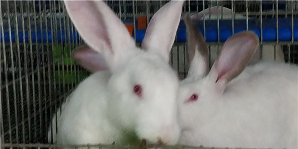 兔子养殖兔腹泻病因和预防治疗方法