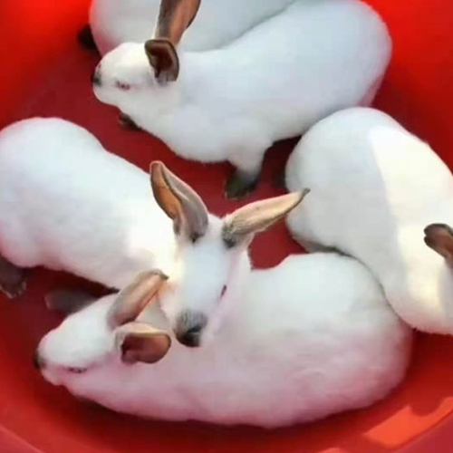 丹东商品兔养殖
