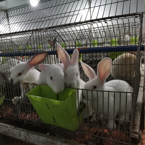 广安兔子养殖