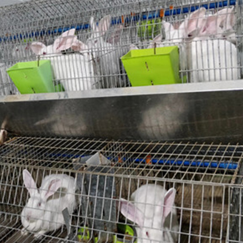 达州四川兔子养殖