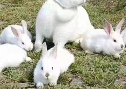 成年兔养殖方法 四川兔子养殖加盟代理的市场前景