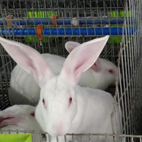 自贡养兔基地
