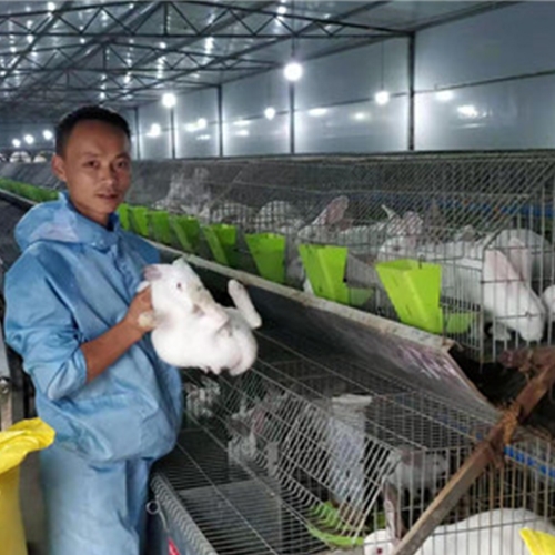 广安兔子养殖公司